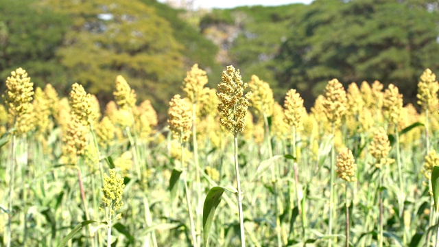 小米田，蓝天视频素材