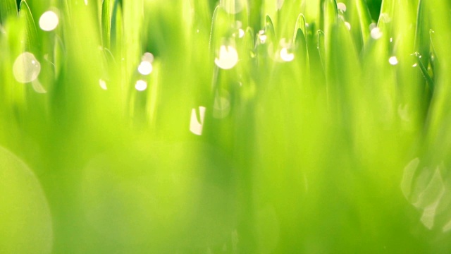 靠近新鲜的绿草或麦草与露珠雨水滴在叶子在早上，放松和自然新鲜的概念视频素材