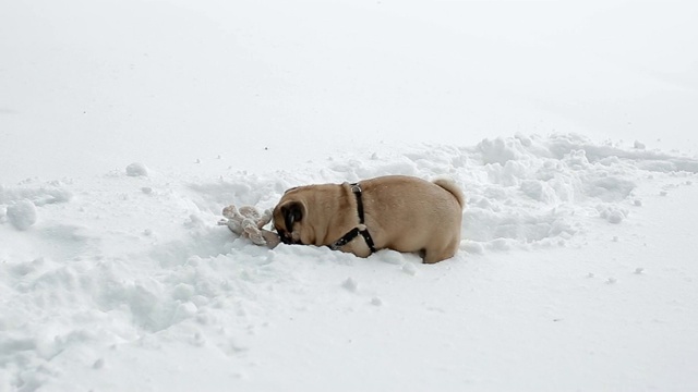 哈巴狗在初雪中玩玩具视频素材