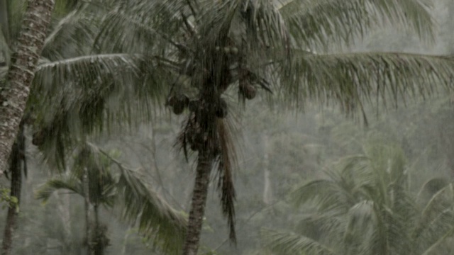 暴雨期间的热带丛林。巴厘岛视频素材