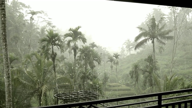 暴雨期间的热带丛林。巴厘岛视频素材