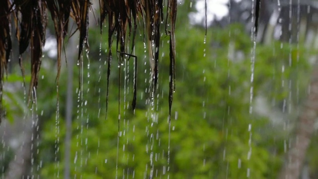 热带雨林在巴厘岛视频素材