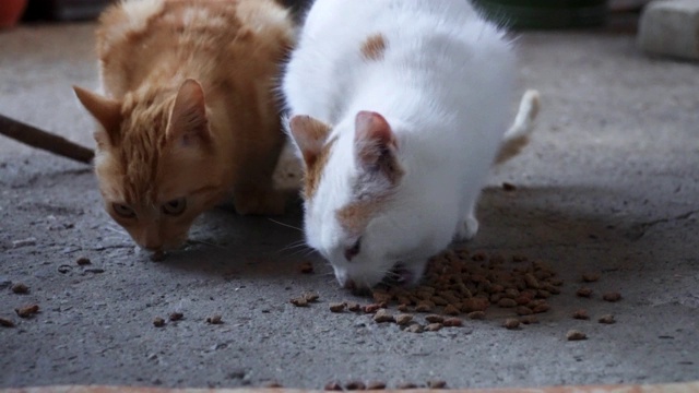 两只家猫匆忙地吃零食，晚餐时间，紧张地吃东西，视频素材