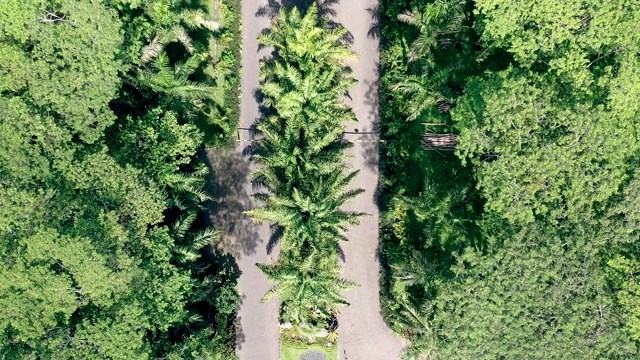 巴厘岛的热带丛林被公路分开视频素材