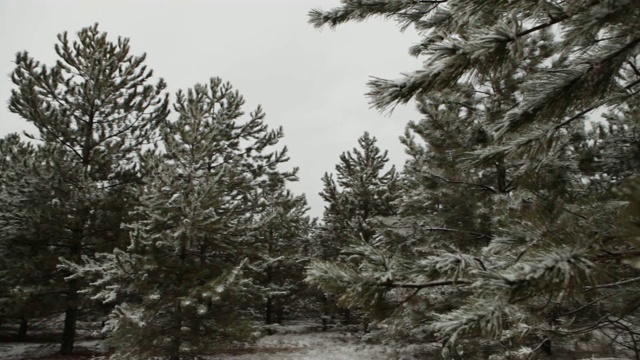 雪落视频下载