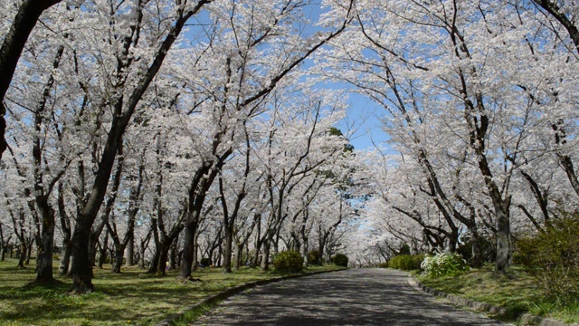 日本的春天，樱花盛开视频素材