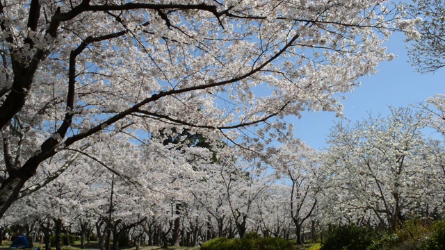 樱花在蓝色天空的背景下散落着花瓣视频素材