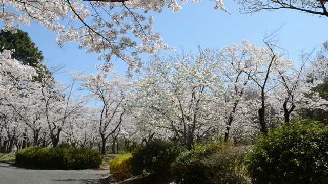 樱花在风中摇曳视频素材