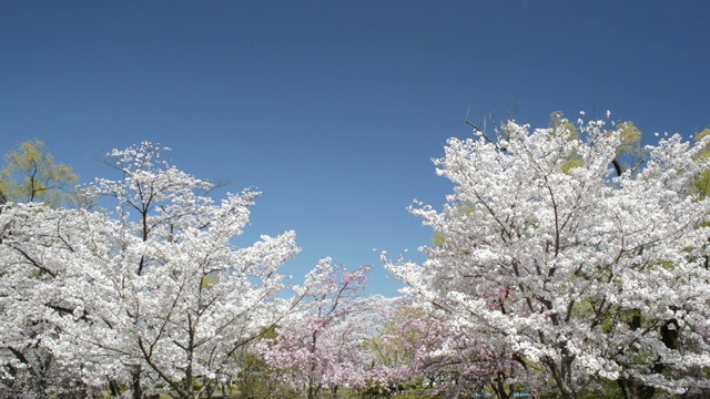 阳光明媚的公园里，樱花在微风中摇曳视频素材