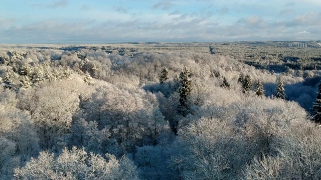 Verkiai地区公园，维尔纽斯，空中积雪的冬季森林视频素材