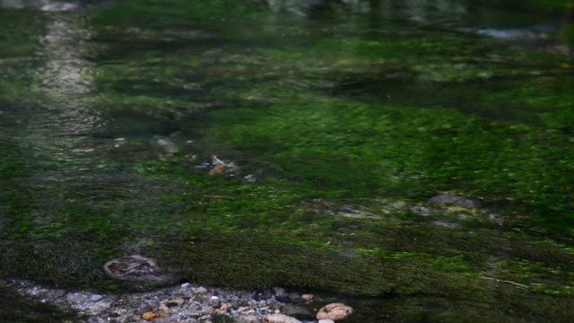 特写清澈的水流过水藻视频素材