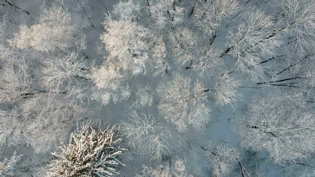 美丽的野生雪林，鸟瞰图视频素材