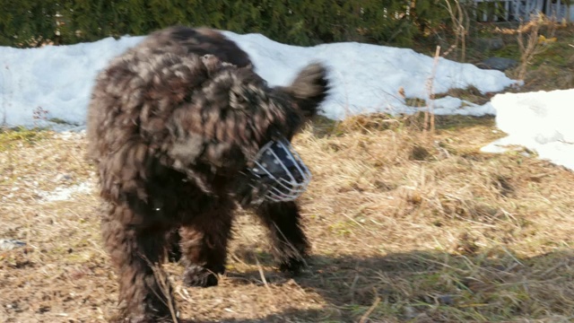 一种黑色的俄罗斯梗犬，在草地上视频素材