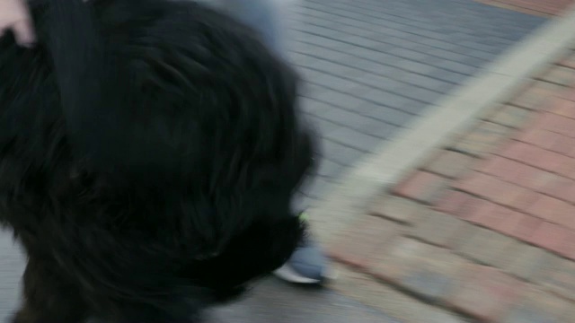 黑俄小猎犬在奔跑，抚摸着小狗，玩耍视频素材