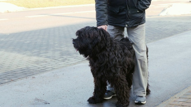 黑色俄罗斯梗犬和主人站在一起视频素材