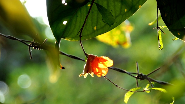 石榴花视频素材