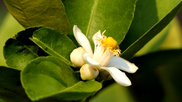 酸橙花视频素材