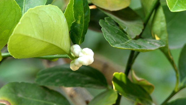 酸橙花视频素材