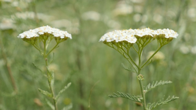 千叶Achillea herbal plant outdoor natural 4K 2160p超高清footage - Healthy flower Common yarrow in the field slow moving 4K 3840X2160超高清视频视频素材