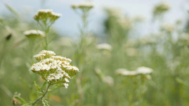 千叶Achillea herbal plant outdoor natural 4K 2160p超高清footage - Common yarrow in field slow moving 4K 3840X2160超高清视频视频素材