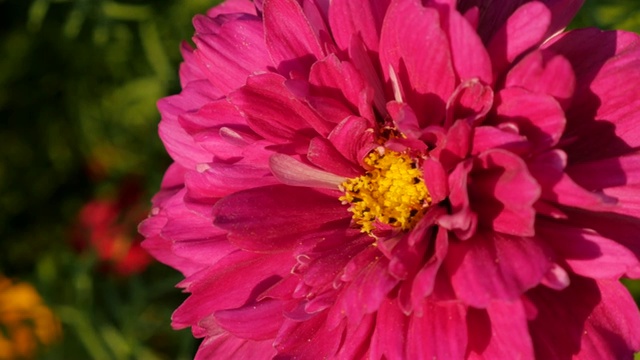 Deep pink Cosmos bipinnatus Double Cranberry flower in the garden 4K 2160p 30fps超高清footage - Deep pink Cosmos bipinnatus Double Click Cranberry plant slow 4K 3840X2160超高清视频视频素材