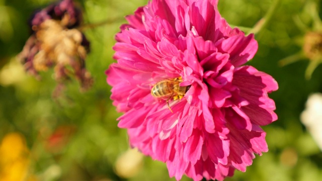 Deep pink Cosmos bipinnatus双击蔓越莓植物和蜜蜂4K 3840X2160超高清视频视频素材