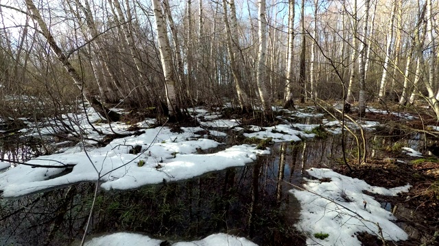 春水泛滥，沼泽森林积雪，时光流逝视频素材