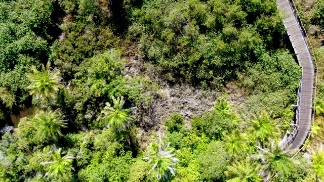 热带森林上空的木桥鸟瞰图。视频素材