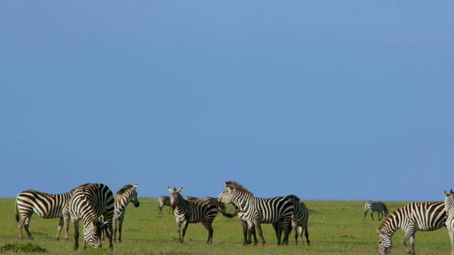 Burchell's Zebra Rolling On Track，马赛马拉，肯尼亚，非洲视频素材