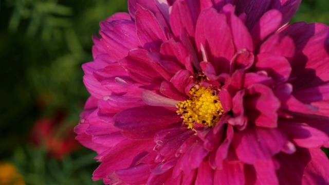 深粉色的Cosmos bipinnatus双击蔓越莓玫瑰植物4K 3840X2160超高清视频视频素材