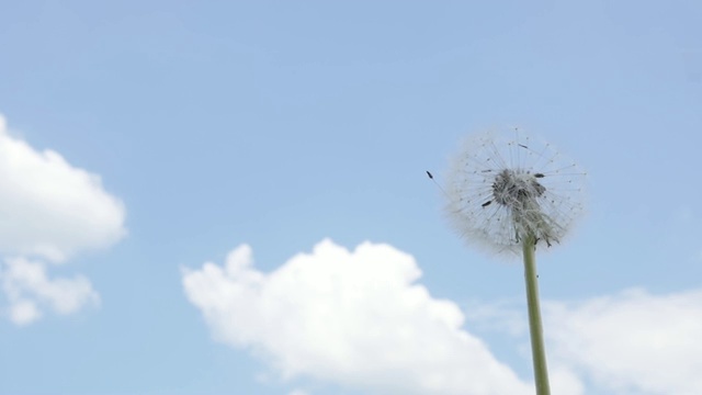 1080p全高清视频-蒲公英吹种子头在慢动作高清1920X1080镜头视频素材