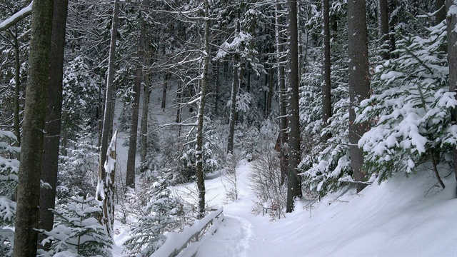 白雪覆盖的树木视频素材