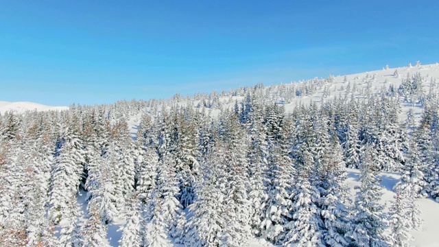 飞过冬天的雪山松林。白雪覆盖的高山鸟瞰图。视频素材