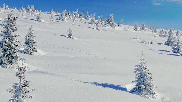 飞过冬天的雪山松林。白雪覆盖的高山鸟瞰图。视频素材