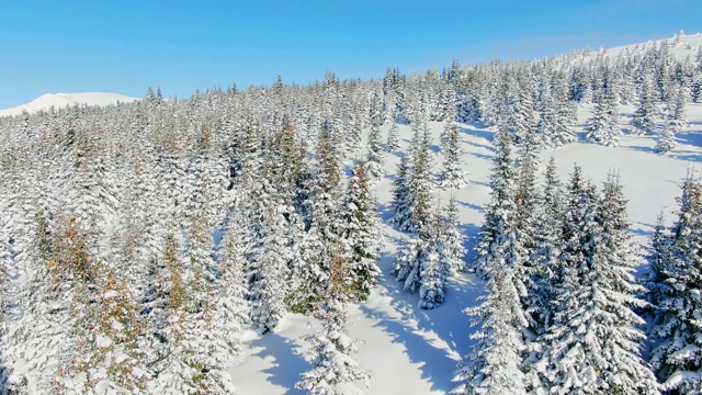 飞过冬天的雪山松林。白雪覆盖的高山鸟瞰图。视频素材