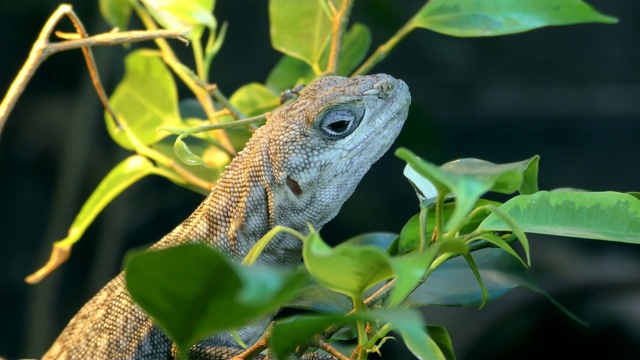 马达加斯加有领鬣蜥的肖像，Oplurus cuvieri坐在树枝之间的树叶视频素材