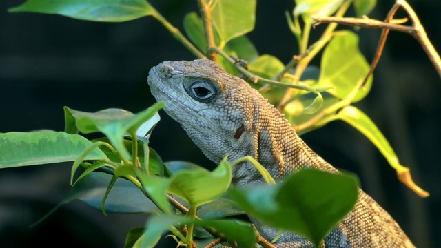 马达加斯加有领鬣蜥的肖像，Oplurus cuvieri坐在树枝之间的树叶视频素材