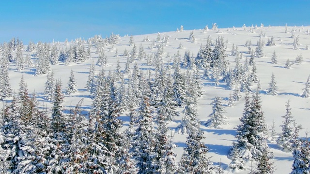 飞过冬天的雪山松林。白雪覆盖的高山鸟瞰图。视频素材