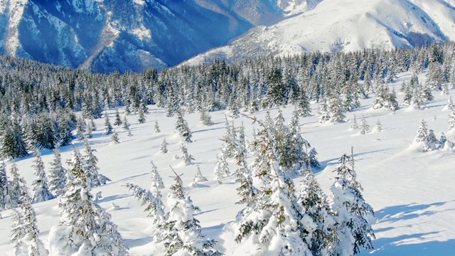 飞过冬天的雪山松林。白雪覆盖的高山鸟瞰图。视频素材