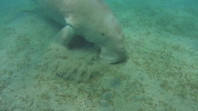 这只儒艮在沙地上吃着绿色的海草——Abu Dabab, Marsa Alam，红海，埃及，非洲视频素材