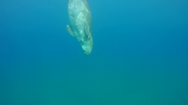 海牛在水面游泳，吸入并潜入深度-阿布达巴布，马萨阿拉姆，红海，埃及，非洲视频素材