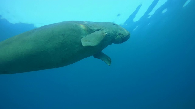 海牛浮上水面会喘口气——阿布达巴布，马萨阿拉姆，红海，埃及，非洲视频素材