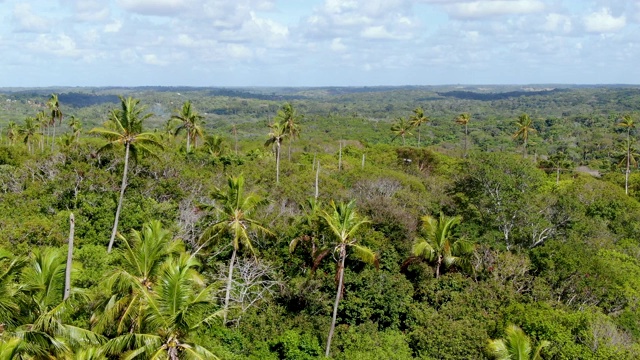 热带森林鸟瞰图，丛林在Praia Do Forte，巴西。视频素材