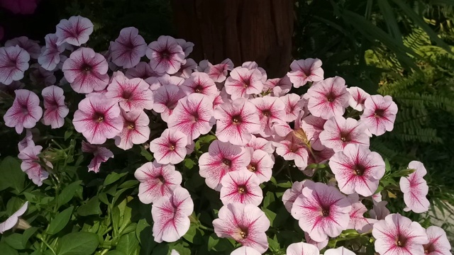 晚香玉花，墨西哥矮牵牛花视频素材