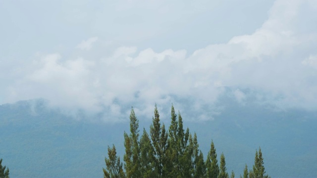 下雨时风吹松树，背景是山景视频素材