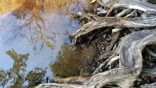 根树倒映在水面的波纹中视频素材