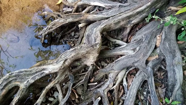 根树倒映在水面的波纹中视频素材