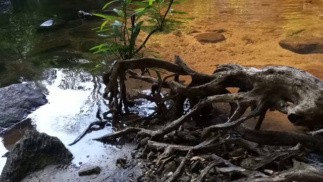 根树倒映在水面的波纹中视频素材