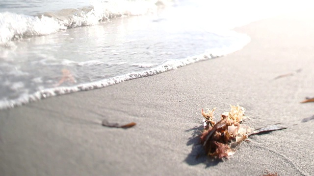 海滩上的海藻和温和的海浪来岸的慢镜头，迈阿密，佛罗里达视频素材