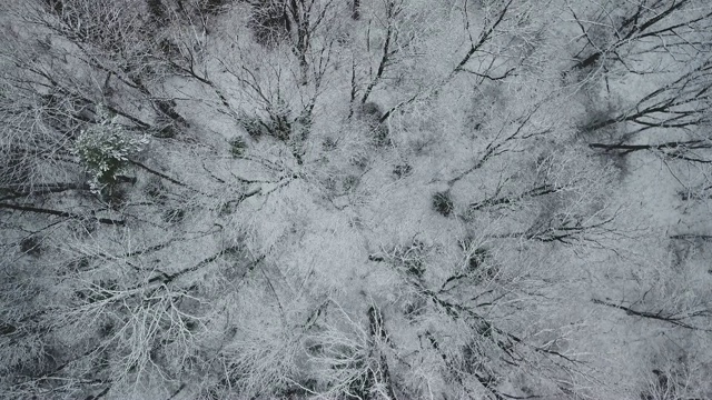 森林鸟瞰图视频素材